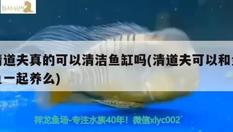 清道夫真的可以清潔魚缸嗎(清道夫可以和金魚一起養(yǎng)么)