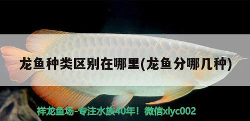 龍魚種類區(qū)別在哪里(龍魚分哪幾種)