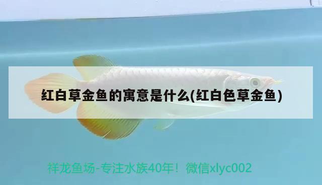 紅白草金魚的寓意是什么(紅白色草金魚) 觀賞魚