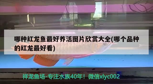 哪種紅龍魚最好養(yǎng)活圖片欣賞大全(哪個(gè)品種的紅龍最好看)