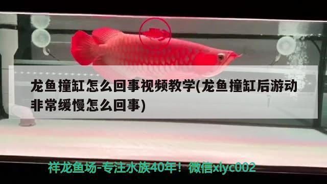 龍魚撞缸怎么回事視頻教學(龍魚撞缸后游動非常緩慢怎么回事) 白子銀龍魚苗