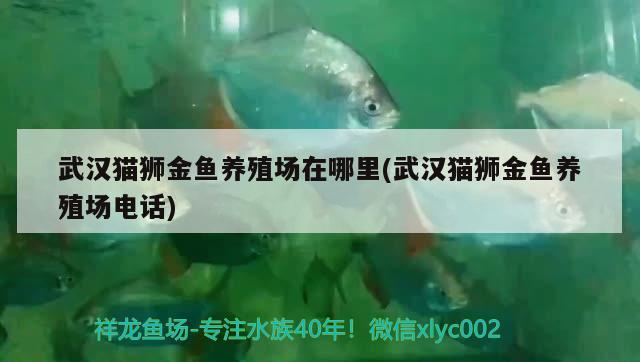 武漢貓獅金魚養(yǎng)殖場在哪里(武漢貓獅金魚養(yǎng)殖場電話)