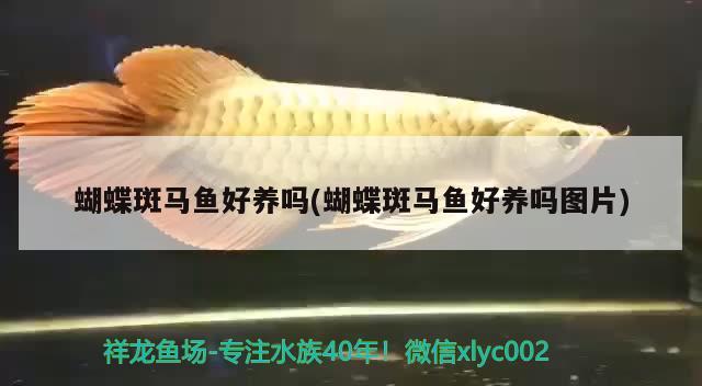 蝴蝶斑馬魚好養(yǎng)嗎(蝴蝶斑馬魚好養(yǎng)嗎圖片)