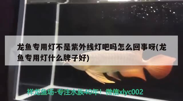 龍魚專用燈不是紫外線燈吧嗎怎么回事呀(龍魚專用燈什么牌子好)