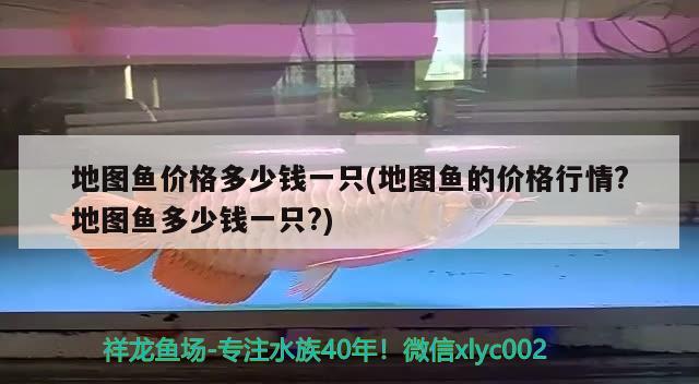 地圖魚價格多少錢一只(地圖魚的價格行情?地圖魚多少錢一只?) 觀賞魚