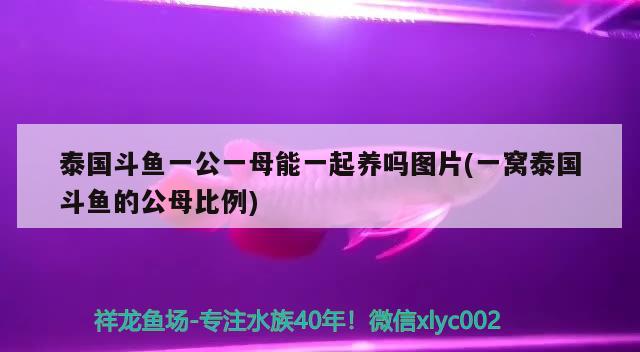 泰國斗魚一公一母能一起養(yǎng)嗎圖片(一窩泰國斗魚的公母比例) 泰國斗魚