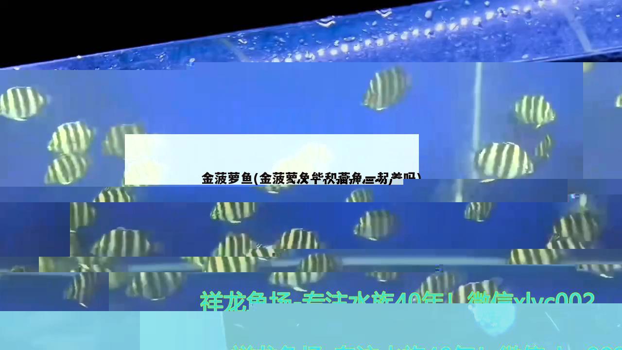 金菠蘿魚(yú)(金菠蘿魚(yú)能和燕魚(yú)一起養(yǎng)嗎)