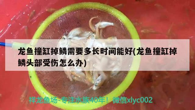 龍魚撞缸掉鱗需要多長(zhǎng)時(shí)間能好(龍魚撞缸掉鱗頭部受傷怎么辦) 水族品牌