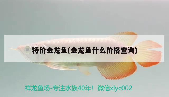 特價(jià)金龍魚(金龍魚什么價(jià)格查詢)