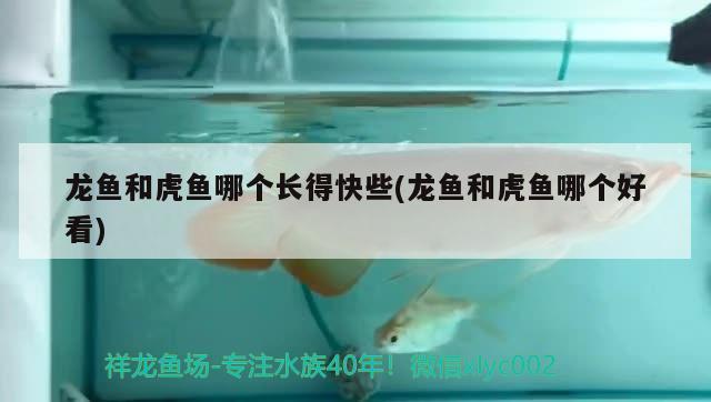 龍魚和虎魚哪個長得快些(龍魚和虎魚哪個好看)