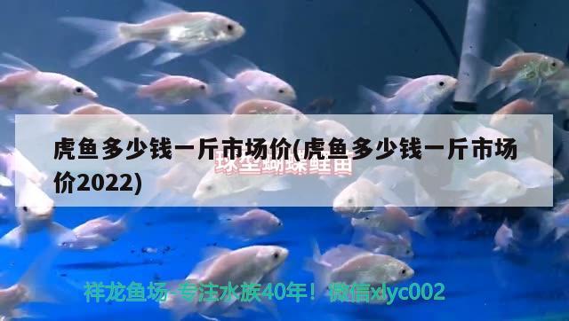 虎魚多少錢一斤市場(chǎng)價(jià)(虎魚多少錢一斤市場(chǎng)價(jià)2022)