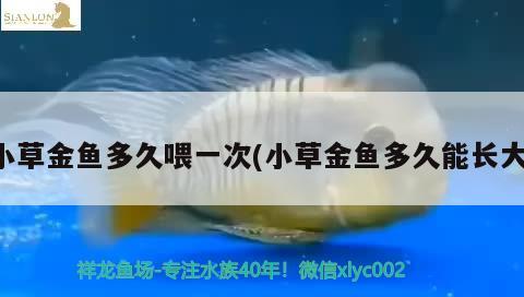 小草金魚多久喂一次(小草金魚多久能長大)