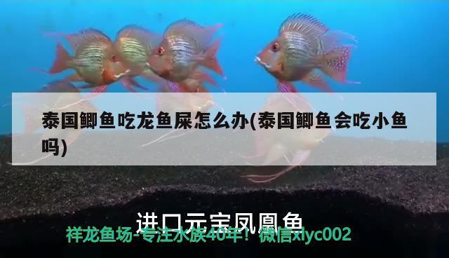 泰國鯽魚吃龍魚屎怎么辦(泰國鯽魚會吃小魚嗎) 祥龍藍珀金龍魚