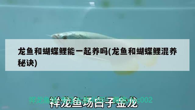 龍魚和蝴蝶鯉能一起養(yǎng)嗎(龍魚和蝴蝶鯉混養(yǎng)秘訣) 蝴蝶鯉