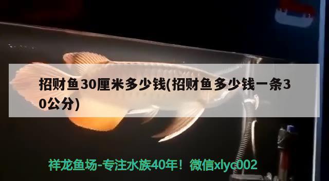 招財魚30厘米多少錢(招財魚多少錢一條30公分)