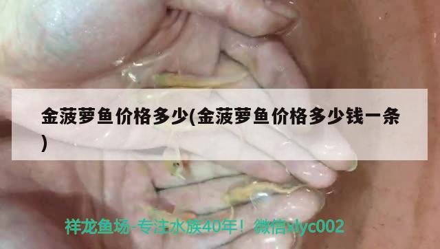 金菠蘿魚價格多少(金菠蘿魚價格多少錢一條) 觀賞魚