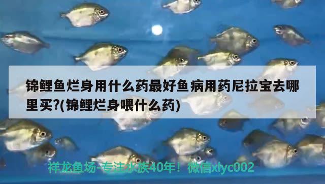 錦鯉魚爛身用什么藥最好魚病用藥尼拉寶去哪里買?(錦鯉爛身喂什么藥)