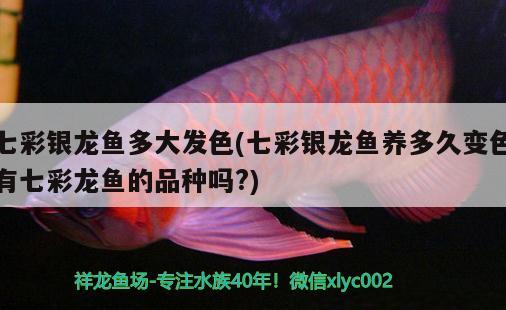 七彩銀龍魚多大發(fā)色(七彩銀龍魚養(yǎng)多久變色有七彩龍魚的品種嗎?) 銀龍魚