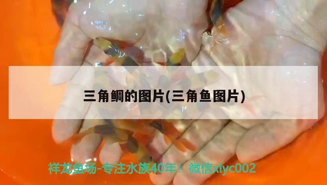 三角鯛的圖片(三角魚圖片) 觀賞魚