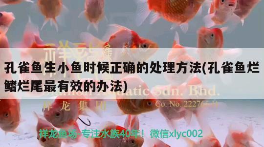 孔雀魚生小魚時候正確的處理方法(孔雀魚爛鰭爛尾最有效的辦法)