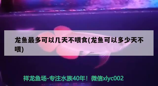 龍魚最多可以幾天不喂食(龍魚可以多少天不喂) 水族世界