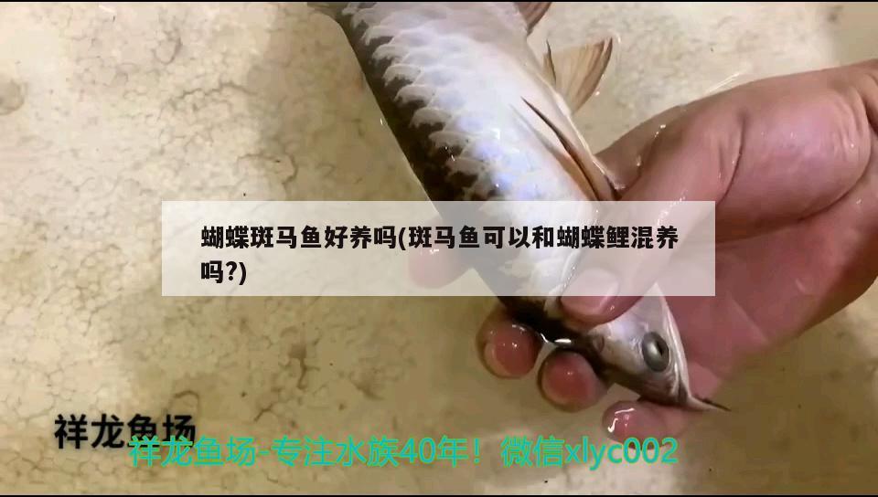 蝴蝶斑馬魚好養(yǎng)嗎(斑馬魚可以和蝴蝶鯉混養(yǎng)嗎?)