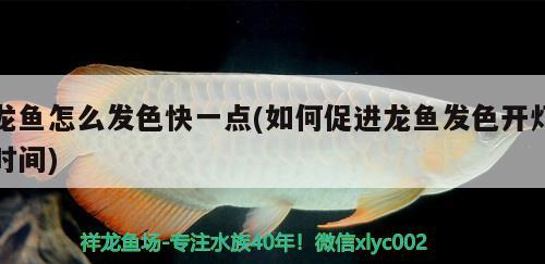 龍魚(yú)怎么發(fā)色快一點(diǎn)(如何促進(jìn)龍魚(yú)發(fā)色開(kāi)燈時(shí)間)