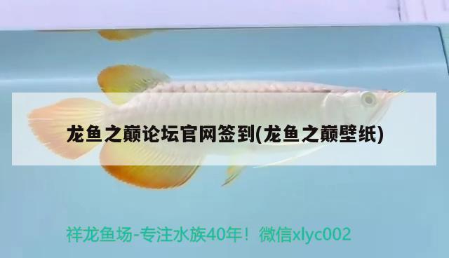 龍魚之巔論壇官網(wǎng)簽到(龍魚之巔壁紙)