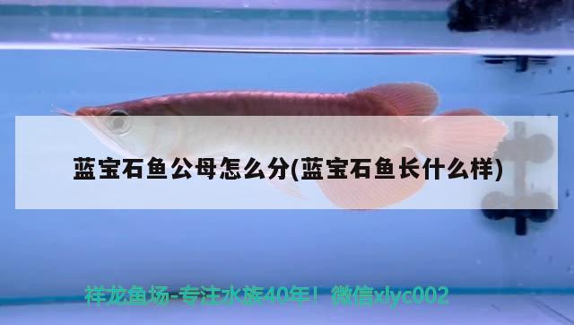 藍(lán)寶石魚公母怎么分(藍(lán)寶石魚長(zhǎng)什么樣)