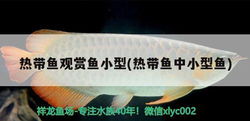 熱帶魚觀賞魚小型(熱帶魚中小型魚) 細(xì)線銀版魚