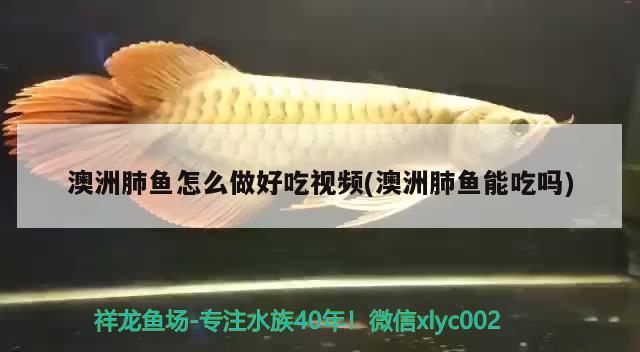 澳洲肺魚怎么做好吃視頻(澳洲肺魚能吃嗎)