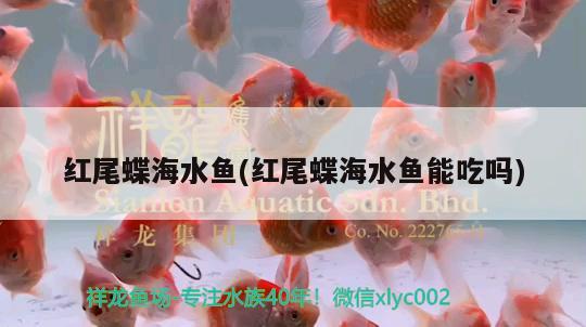 紅尾蝶海水魚(紅尾蝶海水魚能吃嗎) 海水魚