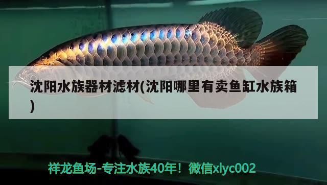 沈陽水族器材濾材(沈陽哪里有賣魚缸水族箱) 魚缸/水族箱