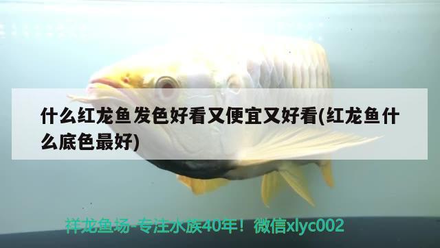 什么紅龍魚(yú)發(fā)色好看又便宜又好看(紅龍魚(yú)什么底色最好) 黃金招財(cái)貓魚(yú)