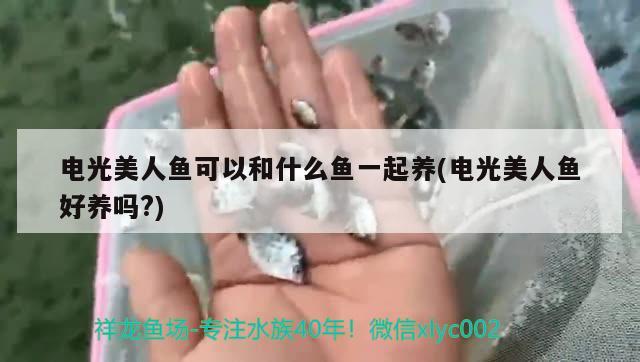 電光美人魚可以和什么魚一起養(yǎng)(電光美人魚好養(yǎng)嗎?)