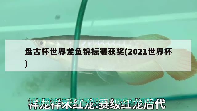 盤古杯世界龍魚錦標(biāo)賽獲獎(jiǎng)(2021世界杯) 薩伊藍(lán)魚