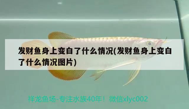 發(fā)財(cái)魚身上變白了什么情況(發(fā)財(cái)魚身上變白了什么情況圖片)