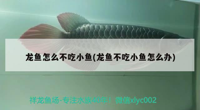 龍魚怎么不吃小魚(龍魚不吃小魚怎么辦)