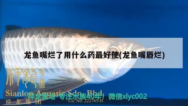 龍魚嘴爛了用什么藥最好使(龍魚嘴唇爛)