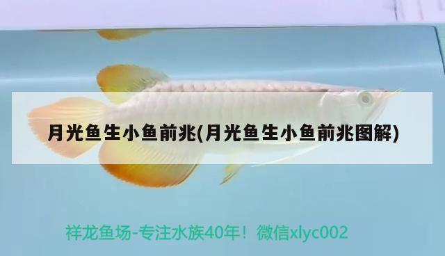 月光魚生小魚前兆(月光魚生小魚前兆圖解) 觀賞魚