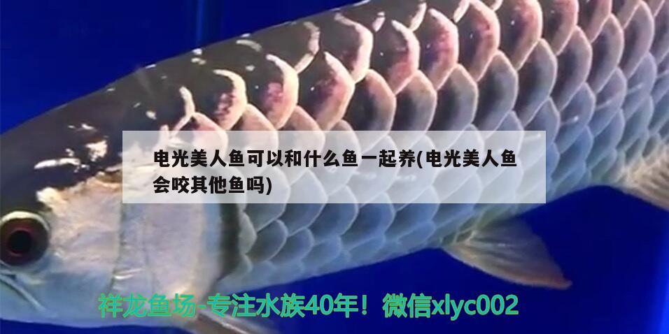 電光美人魚可以和什么魚一起養(yǎng)(電光美人魚會咬其他魚嗎) 觀賞魚