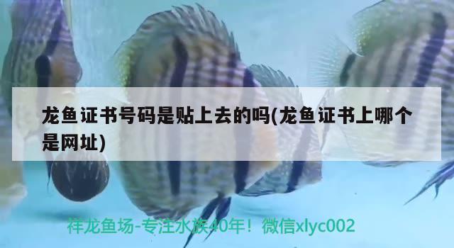 龍魚證書號(hào)碼是貼上去的嗎(龍魚證書上哪個(gè)是網(wǎng)址) 三間鼠魚