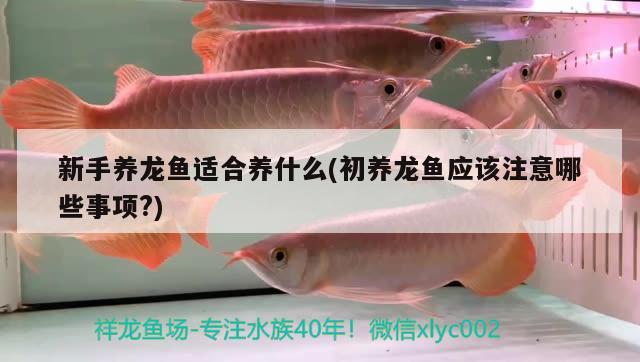 新手養(yǎng)龍魚適合養(yǎng)什么(初養(yǎng)龍魚應(yīng)該注意哪些事項?)