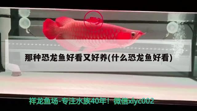 那種恐龍魚好看又好養(yǎng)(什么恐龍魚好看) 白寫錦鯉魚