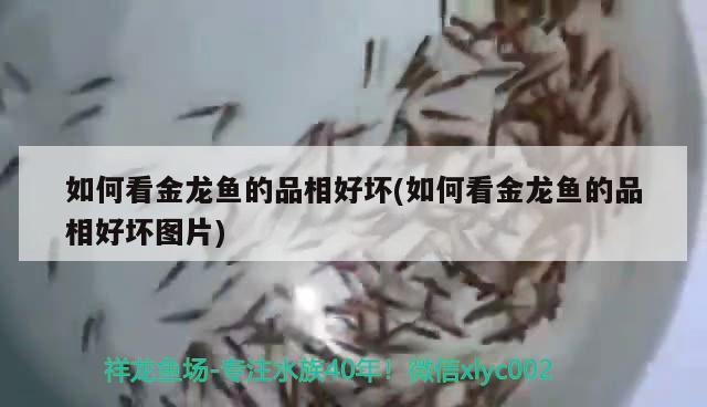 如何看金龍魚的品相好壞(如何看金龍魚的品相好壞圖片)