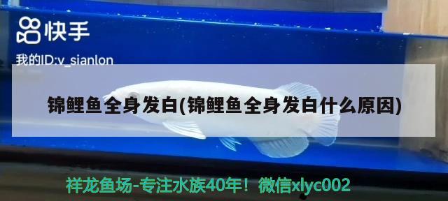 錦鯉魚全身發(fā)白(錦鯉魚全身發(fā)白什么原因)