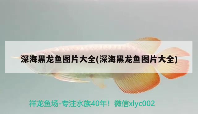 深海黑龍魚圖片大全(深海黑龍魚圖片大全) 紅勾銀版魚