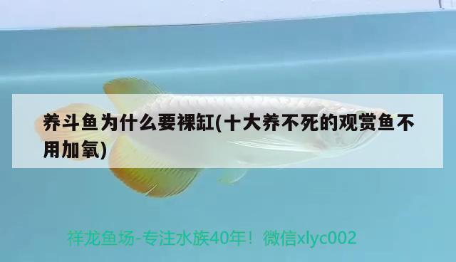 養(yǎng)斗魚為什么要裸缸(十大養(yǎng)不死的觀賞魚不用加氧) 觀賞魚