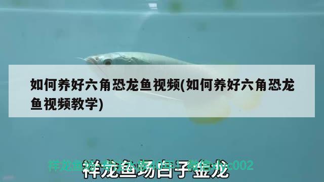 如何養(yǎng)好六角恐龍魚視頻(如何養(yǎng)好六角恐龍魚視頻教學(xué))