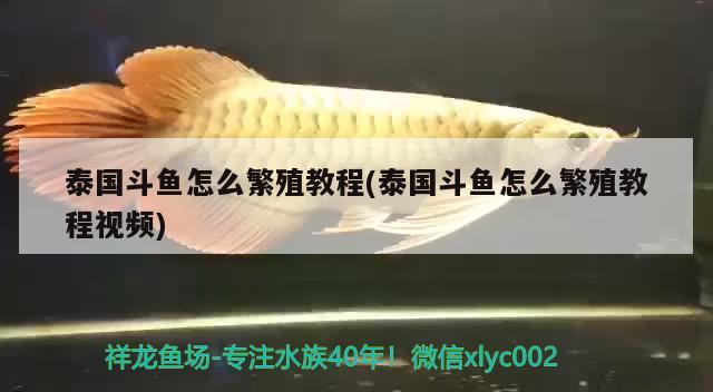 泰國斗魚怎么繁殖教程(泰國斗魚怎么繁殖教程視頻)